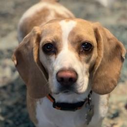 Beagle puppies from Beautiful Utah Beagles