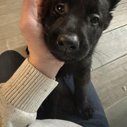 Belgian Malinois Puppies from Focused Obedient Belgian Malinois
