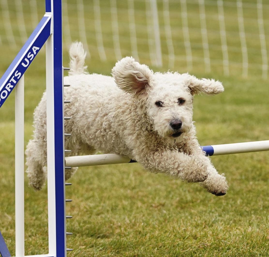 Collumibia Dogs Kennel Rio Columbia in Washington | Spanish Water Dog puppies | Good Dog
