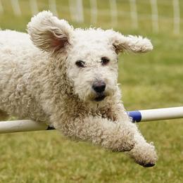 Spanish Water Dogs from Kennel Rio Columbia