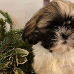 Kody - Gold and white Shih Tzu puppy in Manheim, Pennsylvania from Josh’s Pups