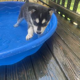 Siberian Husky Puppies from Heddens Husky Hideaway