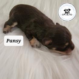 Miniature Schnauzer Puppies from Little Schnauzer Paws