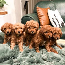 Goldendoodle Puppies from Hello Goldendoodle
