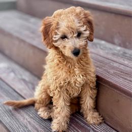 Red - Red  female Goldendoodle puppy in Eagle Mountain, Utah from Meadow Ranch Pups