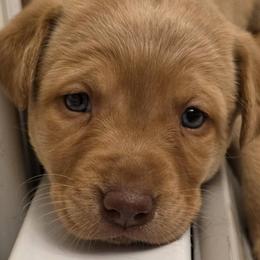 Labrador Retrievers from Full House Ranch