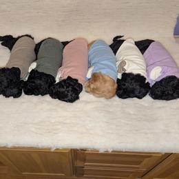 Goldendoodle puppies from Doodles to Love