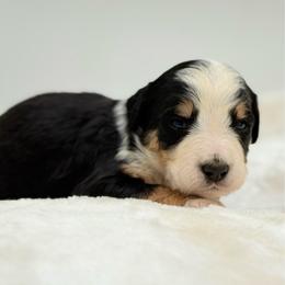 Rainbow Dash - Tri-color female Bernedoodle puppy in Clermont, Florida from Shadow Bernedoodles & Dog Training