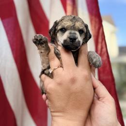 Azreil - Sable male Poodle puppy in Orem, Utah from First Class Poodles