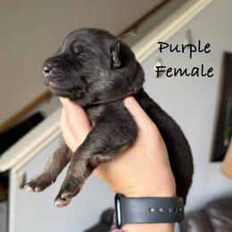 Purple HC - Black and silver female German Shepherd puppy in Terra Alta, West Virginia from Shepherd Country Farm and Kennels