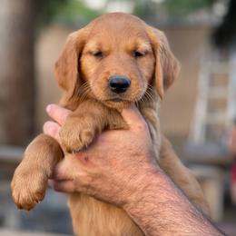 Black collar male - Dark golden male Golden Retriever puppy in Yucaipa, California from Blessed Goldens