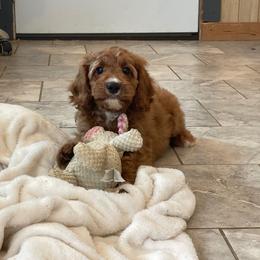 Muffin - Red male Cavapoo puppy in Sugarcreek, Ohio from True Hearted Doodles