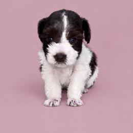 Nala - Parti female Miniature Schnauzer puppy in Lumberton, Texas from Smart Choice Miniature Schnauzers
