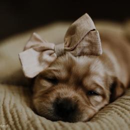 Labrador Retriever Puppies from Landon J Farms Labrador Retrievers