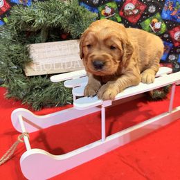AKC boy - Dark golden male Golden Retriever puppy in Joshua, Texas from 3 Gun Retrievers