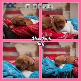 Rey - Dark golden female Golden Retriever puppy in Driggs, Idaho from SK Golden Retrievers