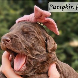 Bernedoodles and Labradoodles from Snow Mountain Doodles