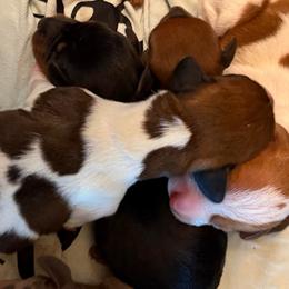 Cocoa - Black and tan male Dachshund puppy in Athens, Texas from County Road Puppies