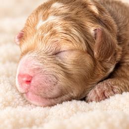 Yang - Apricot male Poodle puppy in Las Vegas, Nevada from Plush Toy Poodle Puppies & Pals