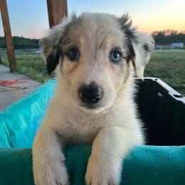 Cork - Blue merle male Border Collie puppy in Holden, Missouri from Spotted Feather Farm
