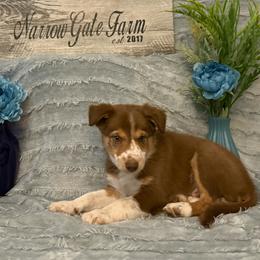 Huck - White and red male Border Collie puppy in Moody, Texas from Narrow Gate Farm