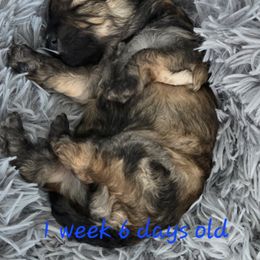 Maltipoo Puppies from Fasnacht Fuzzy Maltipoos LLC