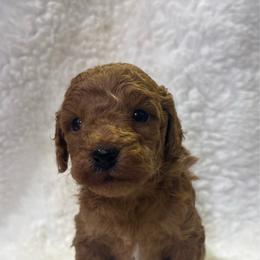Millie - Red  female Goldendoodle puppy in Wever, Iowa from JK Royal Lines