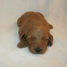 Aussiedoodle, Goldendoodle, and Pyredoodle Puppies from Loving Doodle
