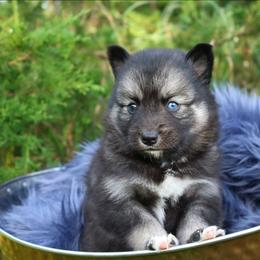 Sage - Wolf sable male Pomsky puppy in Missouri from Husky Hill Kennel
