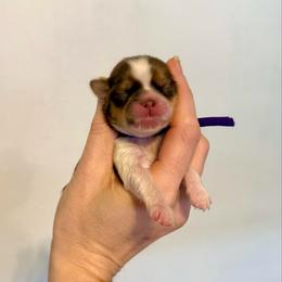 Godiva - Liver and white female Shih Tzu puppy in Stroud, Oklahoma from Laik’s Little Shihtz & Poms