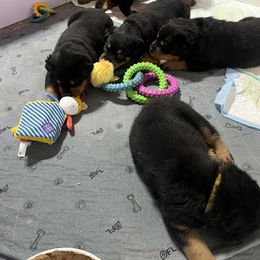 Rottweiler Puppies from CG Rottweilers