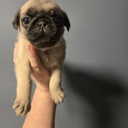 Toffee - Fawn female Pug puppy in Auburn, Kentucky from Prentice Family Pugs