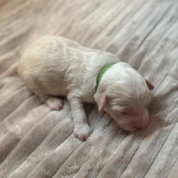 Jack - Caramel cream male Australian Labradoodle puppy in Caldwell, Idaho from Leila Pearson