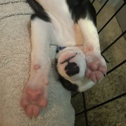 Greyhound Puppies from Angela Holtzen