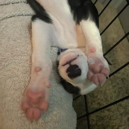 Greyhound Puppies from Angela Holtzen