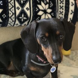 Sadie - Dachshund