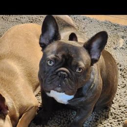 Hazel - French Bulldog