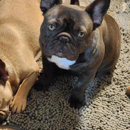 Hazel - French Bulldog