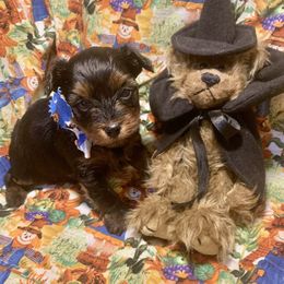 Tiny Timmy - Black and tan male Yorkshire Terrier puppy in Paris, Tennessee from Nolan’s Yorkie Farm