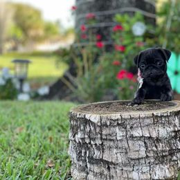 Pug Puppies from Camp Pug