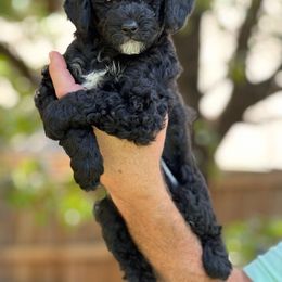 Boy 3 - Black Poodle puppy in Dallas, Texas from Infinity Poodles