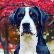 Greater Swiss Mountain Dogs from Trilogy