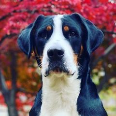 Greater Swiss Mountain Dogs from Trilogy