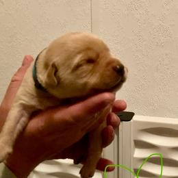 Green - Yellow male Labrador Retriever puppy in Newaygo, Michigan from Royal Oak Gundogs