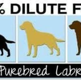 Labrador Retrievers from Farnworth Labradors
