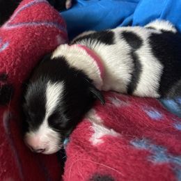 Border Collie Puppies from Jenna Boyce's Border Collies