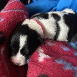 Border Collie Puppies from Jenna Boyce's Border Collies