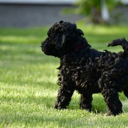 Australian Labradoodle Puppies from Tiny Treasures Australian Labradoodles