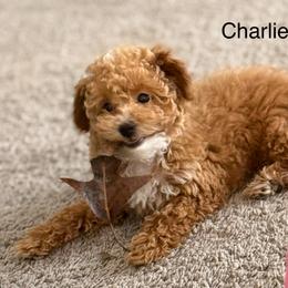 Charles Grant - Red  male Poodle puppy in Colonial Beach, Virginia from BeachRidge Pups
