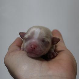 Butterscotch - Gold male Chihuahua puppy in Willamina, Oregon from Cherished Chihuahuas